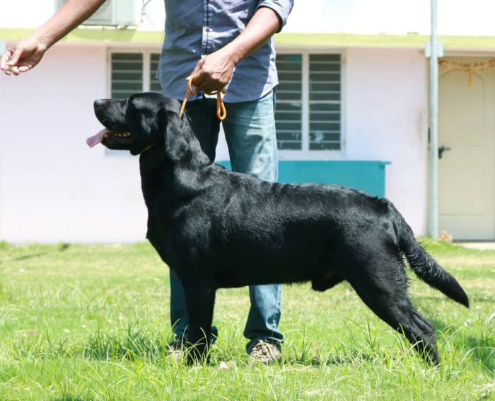 DogsIndia.com - Grown-Up  - Labrador Retriever - Shivraj
