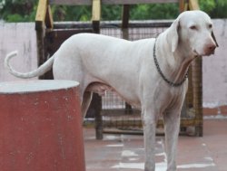 DogsIndia.com - Rajapalayam - Surender