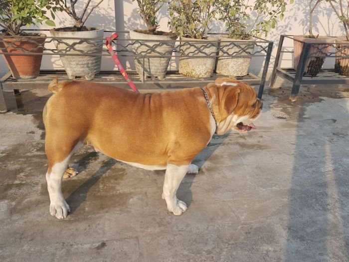 DogsIndia.com - Bulldog - Grown-Up For Sale - Vipul