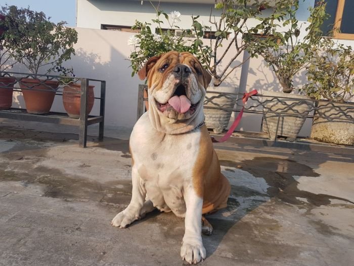 DogsIndia.com - Bulldog - Grown-Up For Sale - Vipul