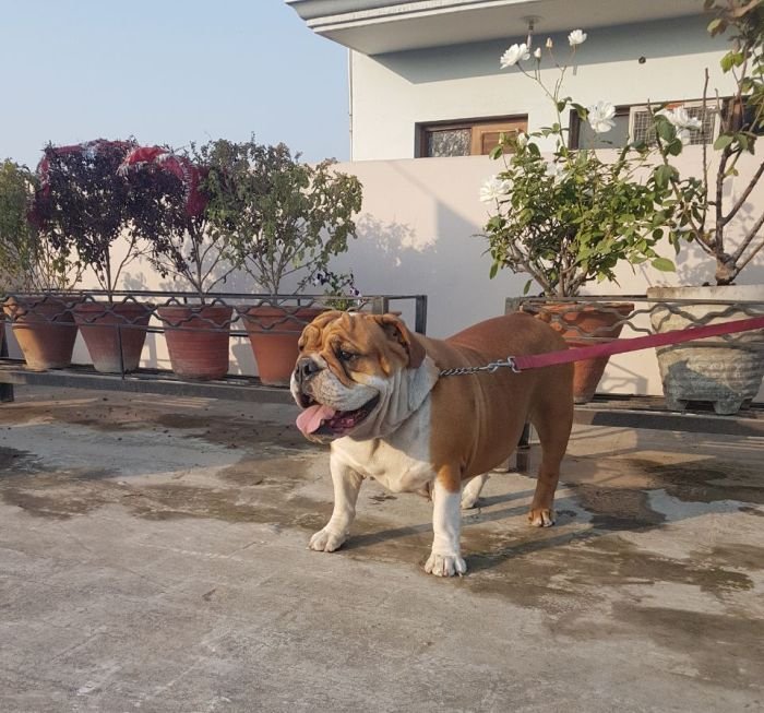 DogsIndia.com - Bulldog - Grown-Up For Sale - Vipul