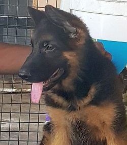 DogsIndia.com - GSD - Ajit Kennels - Srihari Ghokale