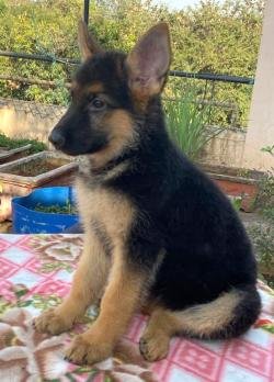 DogsIndia.com - GSD - Ajit Kennels - Srihari Ghokale