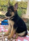 DogsIndia.com - GSD - Ajit Kennels - Srihari Ghokale