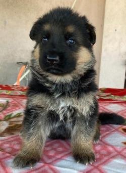 DogsIndia.com - GSD - Ajit Kennels - Srihari Ghokale