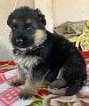 DogsIndia.com - GSD - Ajit Kennels - Srihari Ghokale