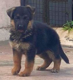 DogsIndia.com - GSD - Ajit Kennels - Srihari Ghokale
