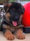 DogsIndia.com - GSD - Apple Kennel