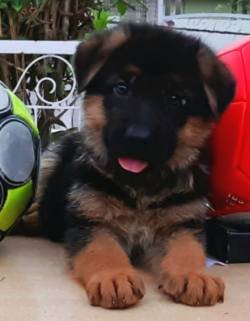 DogsIndia.com - GSD - Apple Kennel