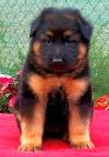 DogsIndia.com - GSD - Apple Kennel