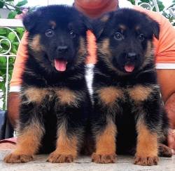 DogsIndia.com - GSD - Apple Kennel