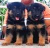 DogsIndia.com - GSD - Apple Kennel