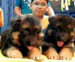 DogsIndia.com - GSD - Apple - Karthikeyan