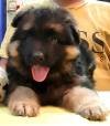 DogsIndia.com - GSD - Apple - Karthikeyan