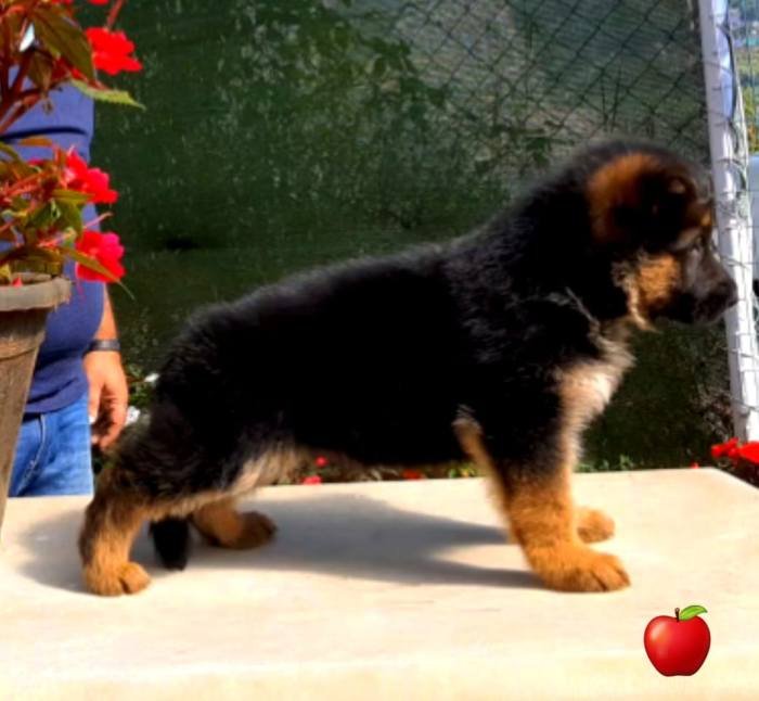 DogsIndia.com - GSD - Apple - Karthikeyan