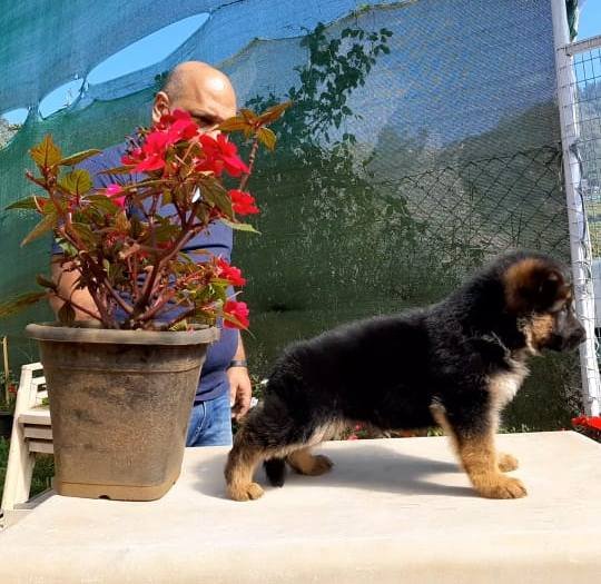DogsIndia.com - GSD - Apple - Karthikeyan