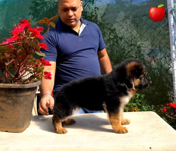DogsIndia.com - GSD - Apple - Karthikeyan