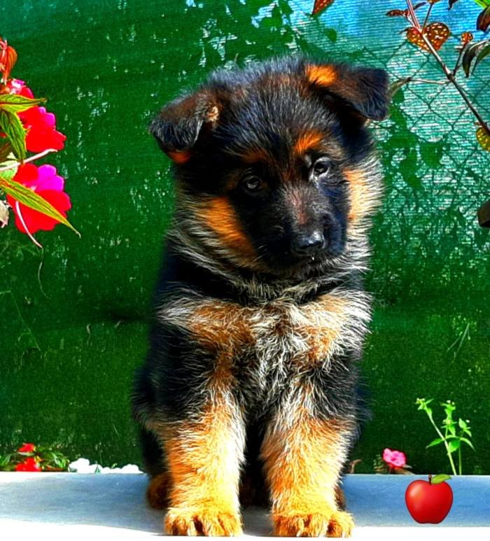 DogsIndia.com - GSD - Apple - Karthikeyan