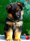 DogsIndia.com - GSD - Apple - Karthikeyan