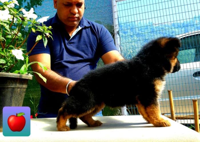 DogsIndia.com - GSD - Apple - Karthikeyan