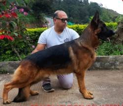 DogsIndia.com - GSD - Apple - Karthikeyan
