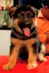 DogsIndia.com - GSD - Apple Kennel