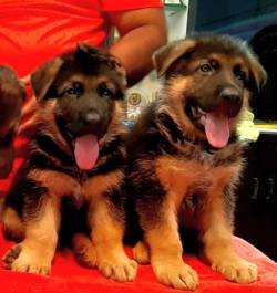 DogsIndia.com - GSD - Apple Kennel