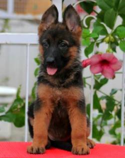 DogsIndia.com - GSD - Apple Kennels - Karthikeyan