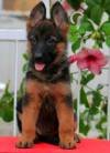 DogsIndia.com - GSD - Apple Kennels - Karthikeyan