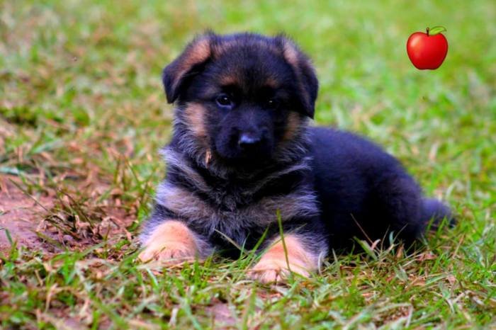 DogsIndia.com - GSD - Apple - Karthikeyan
