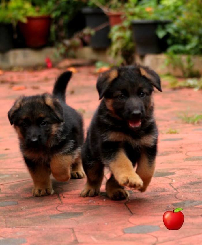 DogsIndia.com - GSD - Apple - Karthikeyan