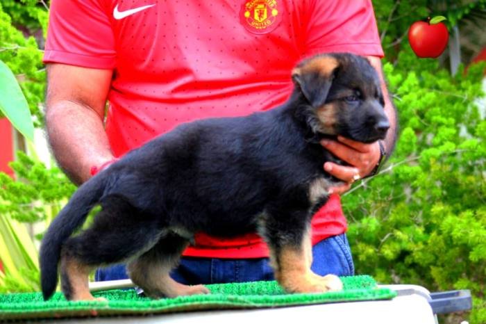 DogsIndia.com - GSD - Apple - Karthikeyan