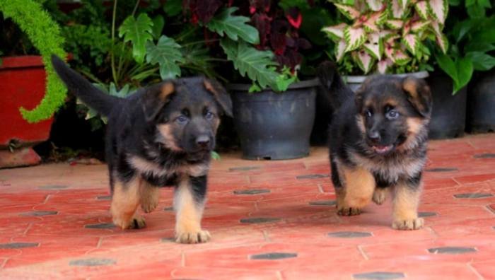 DogsIndia.com - GSD - Apple - Karthikeyan