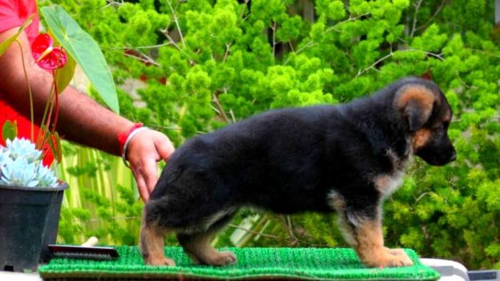 DogsIndia.com - GSD - Apple - Karthikeyan