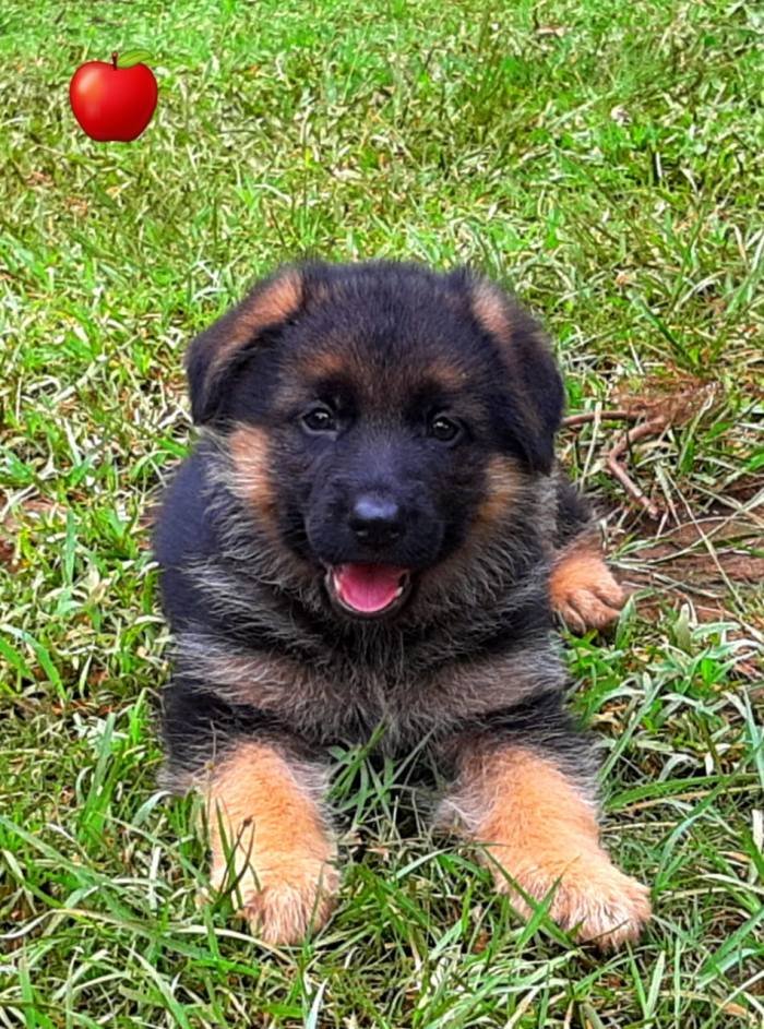 DogsIndia.com - GSD - Apple - Karthikeyan