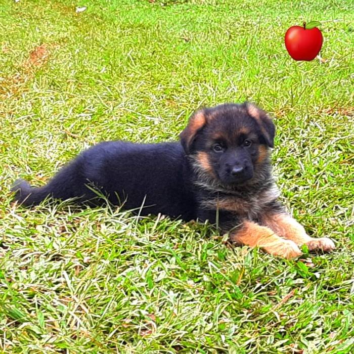 DogsIndia.com - GSD - Apple - Karthikeyan