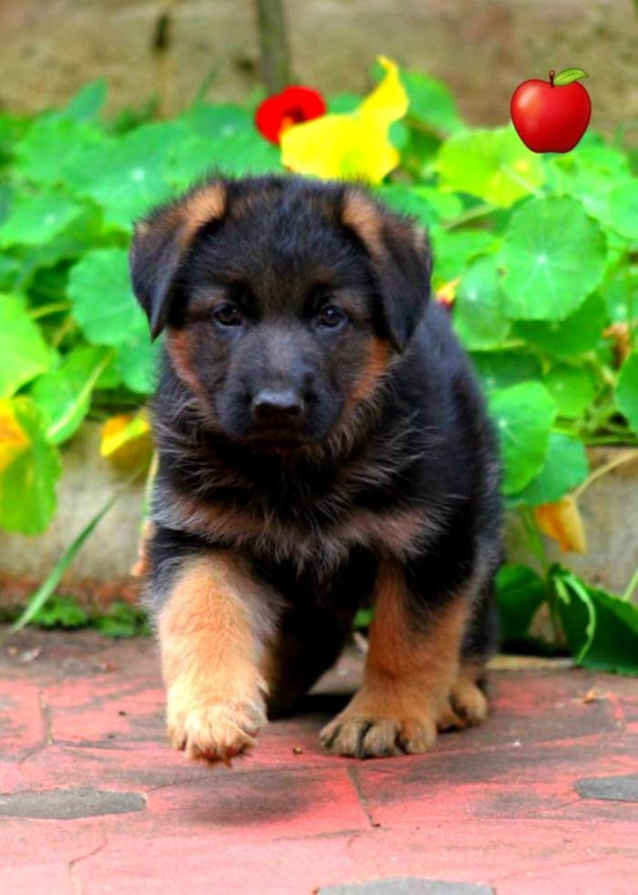 DogsIndia.com - GSD - Apple - Karthikeyan