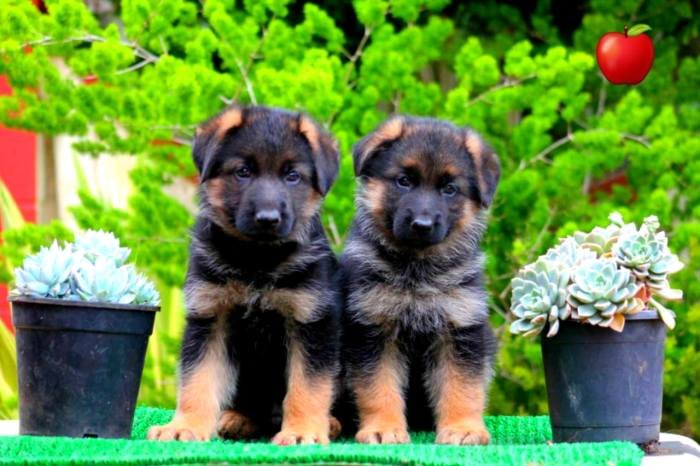 DogsIndia.com - GSD - Apple - Karthikeyan