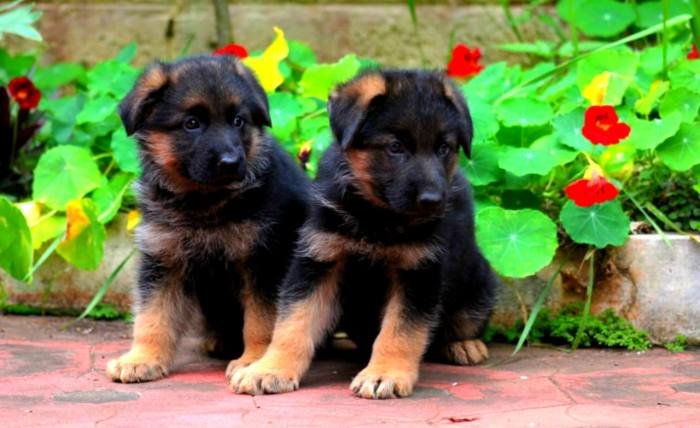 DogsIndia.com - GSD - Apple - Karthikeyan