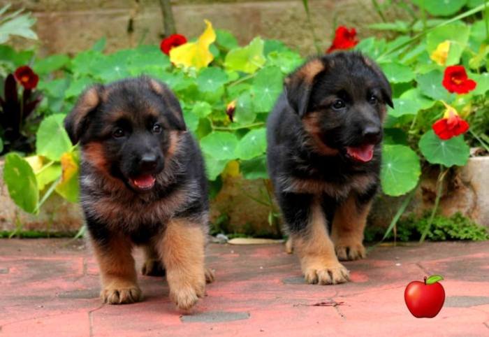 DogsIndia.com - GSD - Apple - Karthikeyan