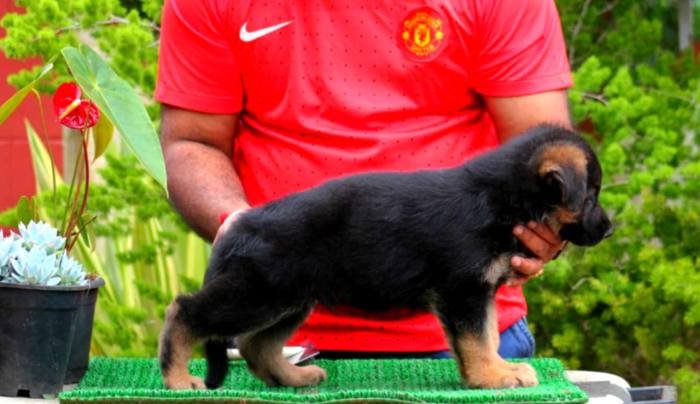 DogsIndia.com - GSD - Apple - Karthikeyan