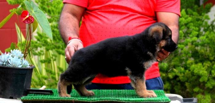 DogsIndia.com - GSD - Apple - Karthikeyan