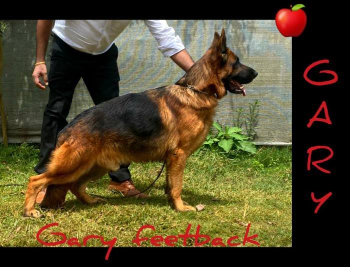 DogsIndia.com - GSD - Apple - Karthikeyan