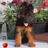 DogsIndia.com - GSD - Apple Kennels - Karthikeyan