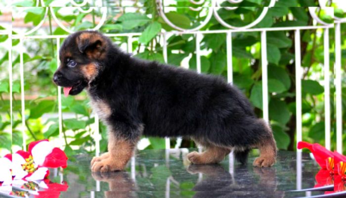 DogsIndia.com - GSD - Apple Kennel
