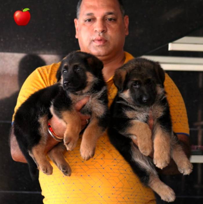 DogsIndia.com - GSD - Apple Kennel