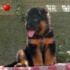DogsIndia.com  GSD  Apple Kennel