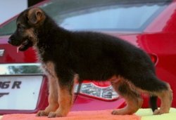 DogsIndia.com - German Shepherd Dog (GSD) - Apple Kennel