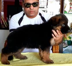DogsIndia.com - German Shepherd Dog (GSD) - Apple Kennel