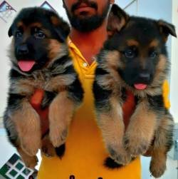 DogsIndia.com - GSD - Apple Kennel